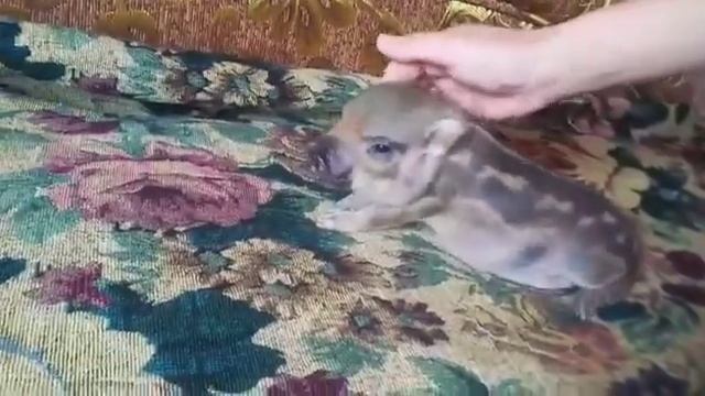 Минипиги, минипиг, микропиги, микропиг, minipig, micropig, свинки, питомник, Рязанская Диковинка смотреть онлайн