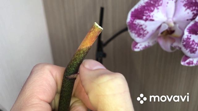 Ответ на вопрос: Как правильно обрезать цветонос орхидеи после цветения? смотреть онлайн