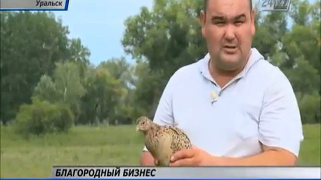 Предприниматель из ЗКО открыл птицеферму по разведению фазанов смотреть онлайн