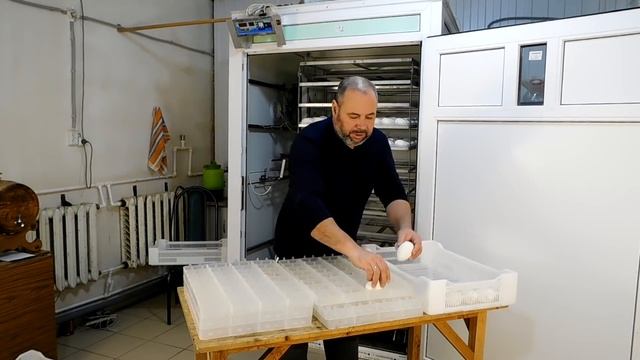 Гусята зимой//Гусят подарю одному из подписчиков// Закладываем инкубатор в ноябре смотреть онлайн