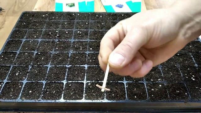 Как посеять СЕМЕНА ЦВЕТОВ В КАССЕТЫ? СУПЕР-СПОСОБ для нас! смотреть онлайн