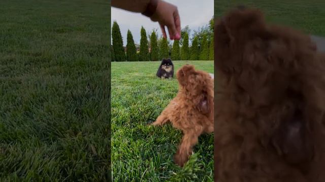 Какие маленькие няшки. смотреть онлайн