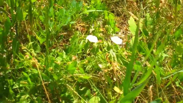 Летом на пруду Этот прекрасный мир! смотреть онлайн