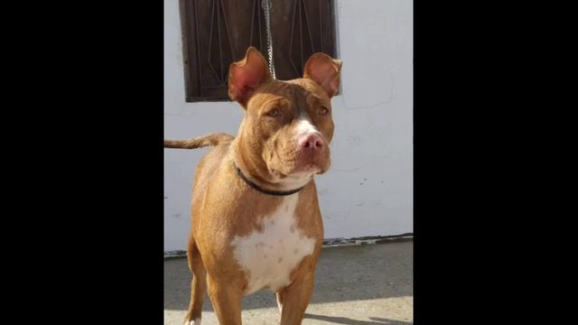 Top Quality pitbull In very low price by pets zoo смотреть онлайн