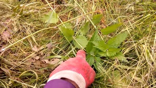 Удивительная мимикрия жуков в виде птичьего помёта смотреть онлайн