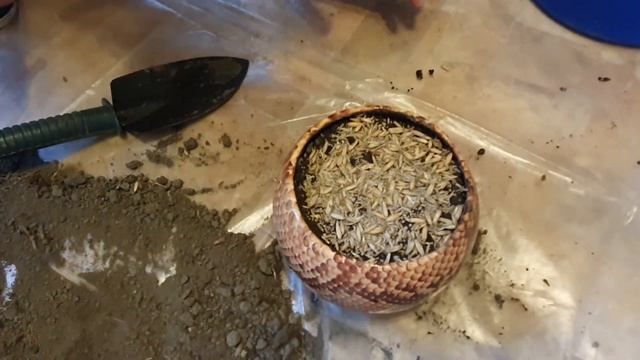 Сажаем траву для кошки смотреть онлайн