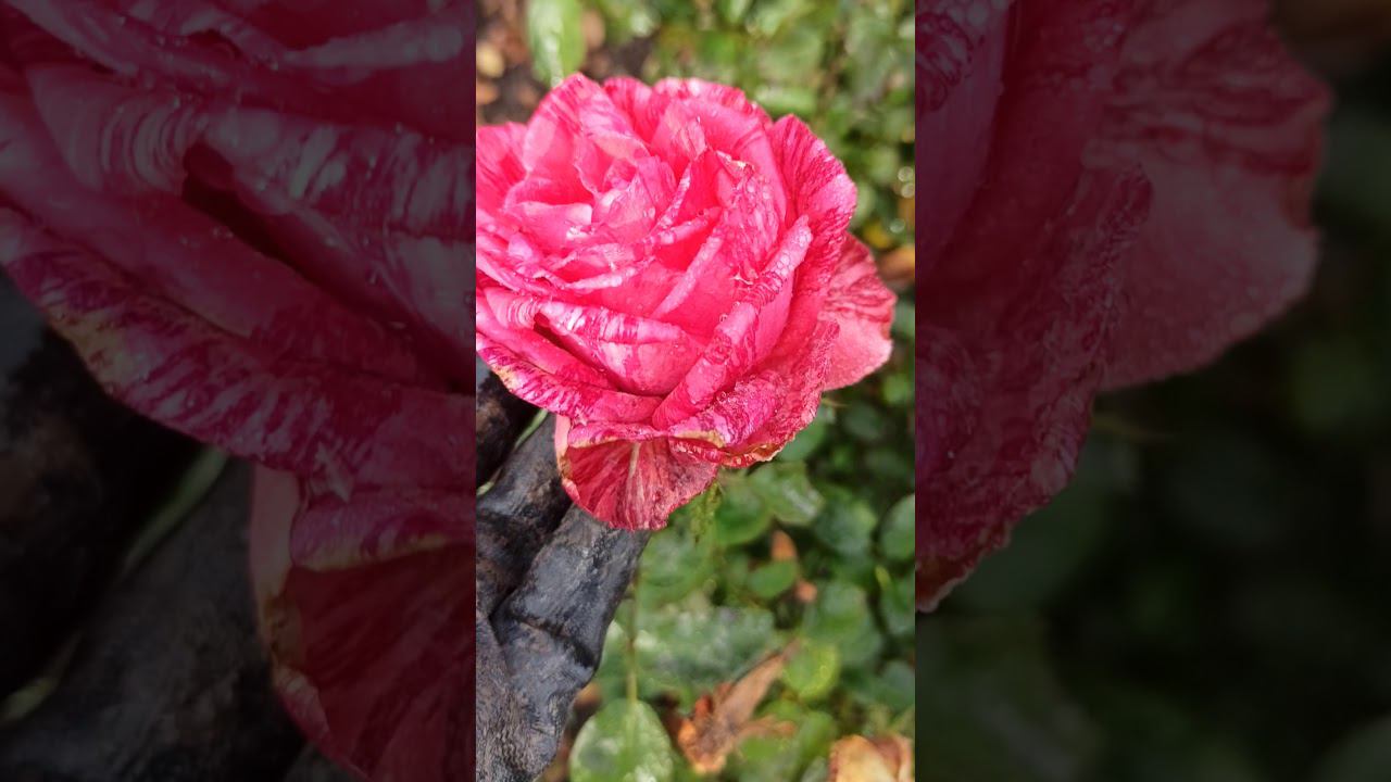 Рэд Интуишн @rose_bushes161 смотреть онлайн