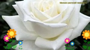 Роза чайно-гибридная Анастасия. Краткий обзор, описание характеристик, где купить саженцы Anastasia