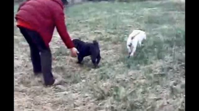 Sharpei Orion смотреть онлайн