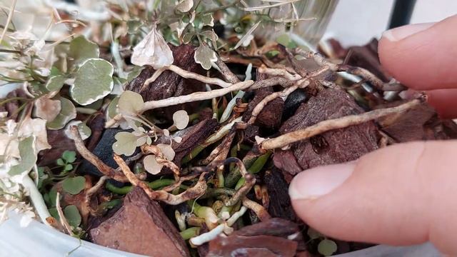 Інструкція по догляду за орхідеєю дендробіум Нобіле смотреть онлайн