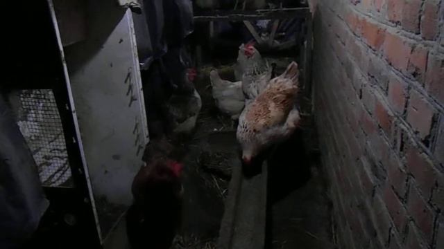 Содержание кур зимой в закрытом помещении часть 1 смотреть онлайн