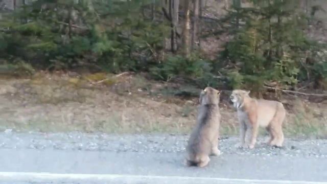 Две рыси почти по-человечески поорали друг на друга смотреть онлайн