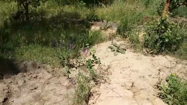 Тля, мучнистая роса, сенная палочка, чёрный рак, хлороз, сидераты. Нетрадиционное садоводство. смотреть онлайн