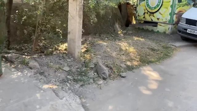 У мопса ТЕДДИ закончился корм. Пошла в местный магазин…Крым 2023! смотреть онлайн