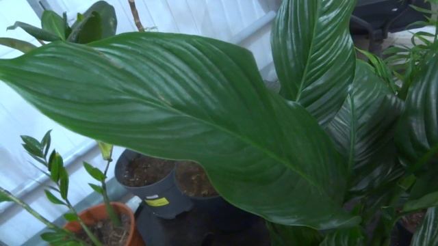 блог аквариумиста садовода. уфа редкий вид спатифиллиума продается в магазе и дешево очень .лето 23 смотреть онлайн