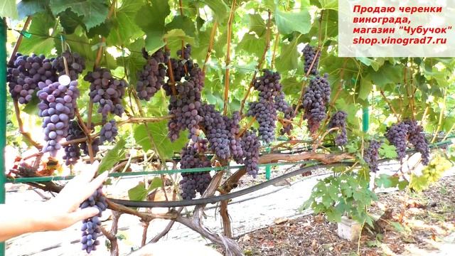 Виноград Кишмиш Юпитер - ранний срок созревания и чудесный мускатный вкус, Пузенко Наталья