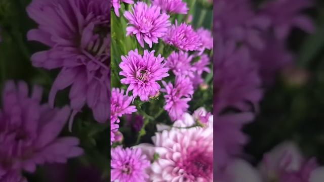 Cắm Hoa Bàn Thờ 🌺 Cắm Bình Hoa Đồng Tiền / Hoa Cúc Đơn Giản ☘️🌺☘️🌺☘️🌺☘️ смотреть онлайн