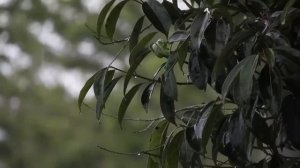 Аму Мом — книга по сознаниию себя