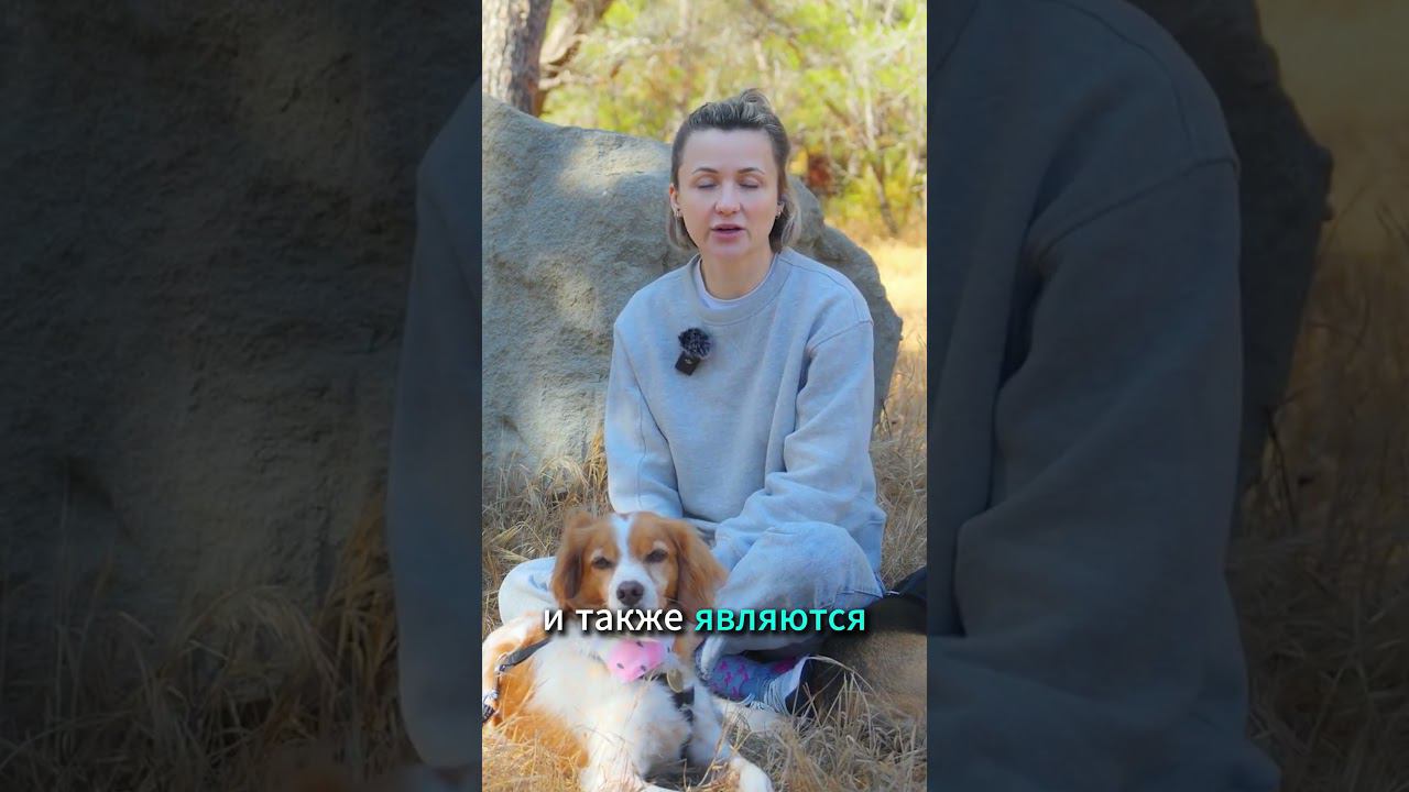 Шуршащие игрушки для собак #shorts смотреть онлайн