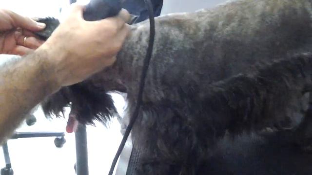 Tosa de scot terrier смотреть онлайн