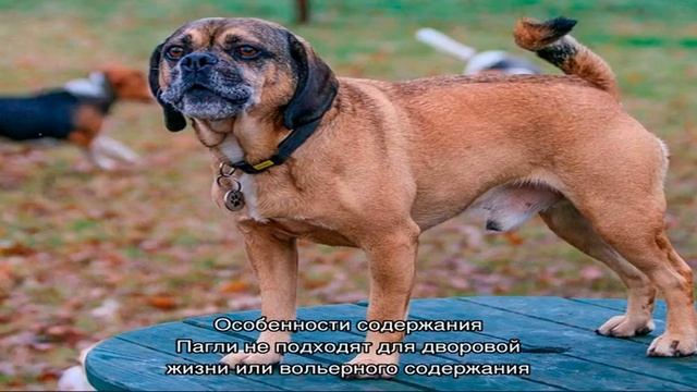 Пагль (могль) ― симпатичный метис мопса и бигля смотреть онлайн