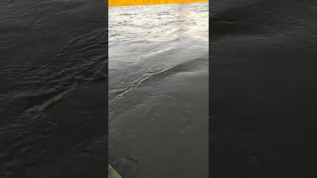 Сазан на поставушки смотреть онлайн