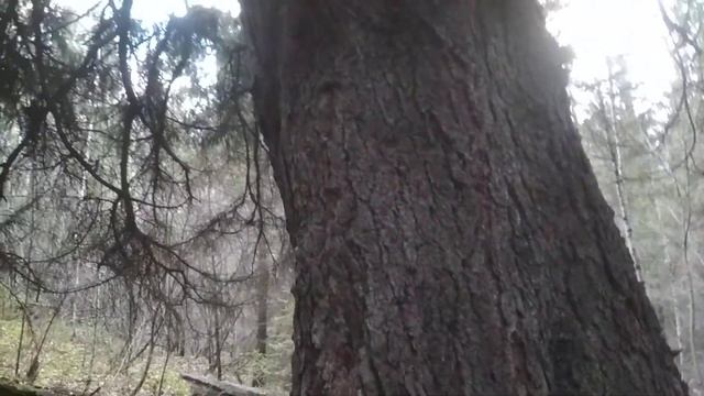 Очень большая ёлка возле села Мурзинка смотреть онлайн