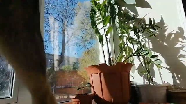 Щенок немецкой овчарки 3 месяца. Удалили пупочную грыжу щенку.Мы умеем делать это смотреть онлайн