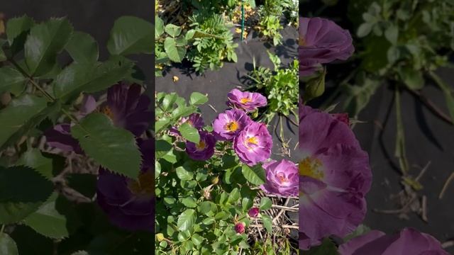 Роза БЛЮ ФО Ю(Англия,флорибунда)29.06.23 2годка(пит.Меховских) #дача #розы #сад #сортароз #цветы смотреть онлайн