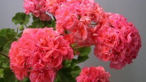 Пеларгонию (Герань) Выращиваю только так! 10 Правил выращивания Пеларгонии, Удивительный результат