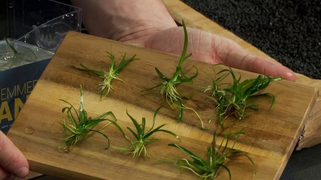 Sagittaria subulata, das Flutende Pfeilkraut, eine grasähnliche Aquarienpflanze fürs Aquascaping смотреть онлайн