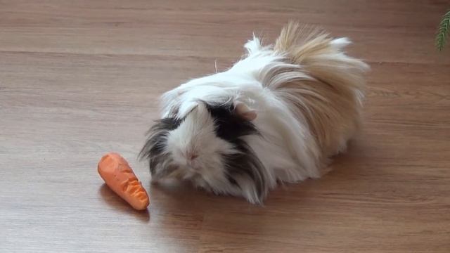 Guinea pig eating a carrot. Funny animals. Морская свинка кушает морковку смотреть онлайн