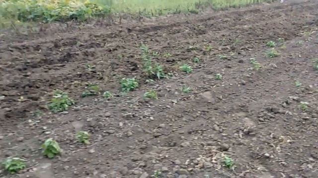 САМОДЕЛЬНАЯ ДИСКОВОЯ БОРОНА