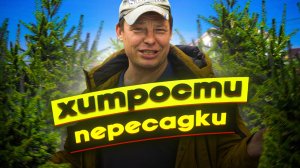 пересадка 2х метровой пихты весной таит в себе массу проблем, как их обойти смотрите в этом видео