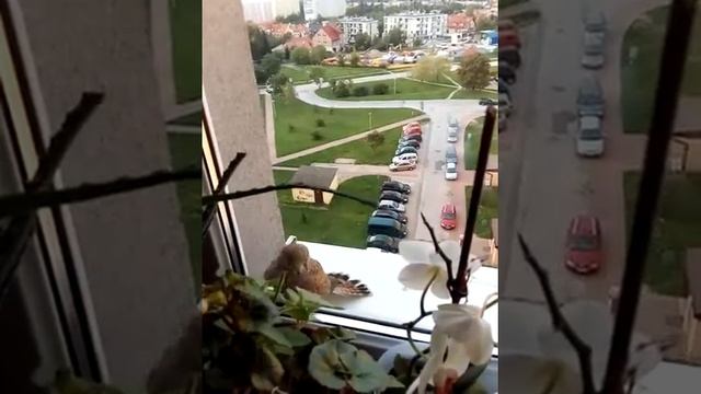 сокол маленький в гости набивается смотреть онлайн