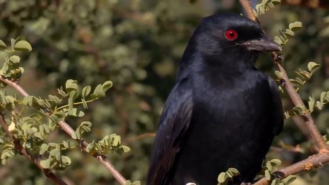 Дьявольские Звери смотреть онлайн
