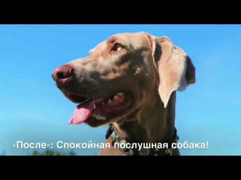 ДО и ПОСЛЕ = Результаты учеников Ш.А.Н. (Часть 1) смотреть онлайн