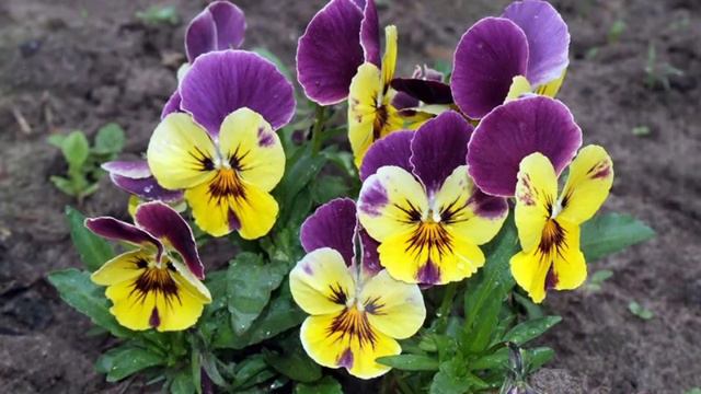 Մանուշակ եռագույն - Фиалка трехцветная - Viola tricolor L. смотреть онлайн