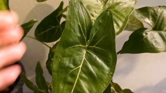 ?Выставка растений в г. Пятигорск. Мои новинки?