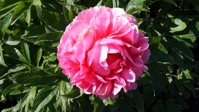 Пион ROSE HEART смотреть онлайн