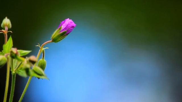 релакс музыка и видео для релаксации природа лето