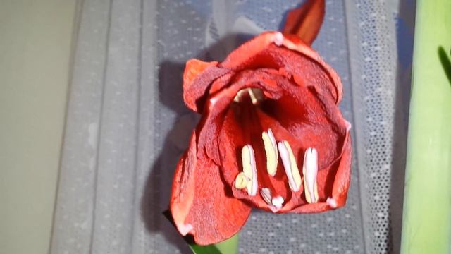 14) Amaryllis Flower Opening! смотреть онлайн