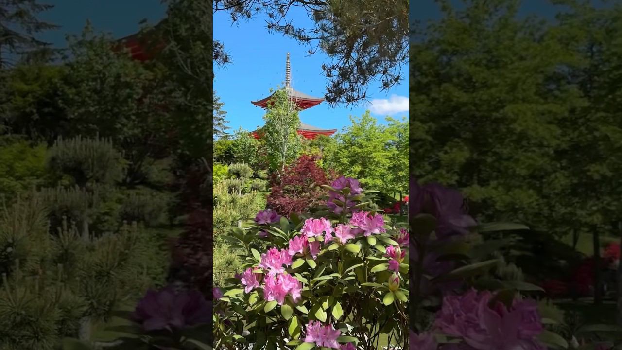 ЧЁРНАЯ СМОРОДИНА - SEVENROSE | ЯПОНСКИЙ САД В ЦВЕТУ #японскийсад #паркгалицкого #парккраснодар смотреть онлайн