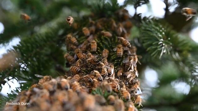Why Do Honey Bees Swarm? Why Do They Do That? Is It Normal? Are swarming bees dangerous? смотреть онлайн
