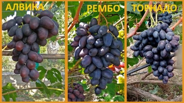 @Какой виноград посадить, Алвику, Рембо или Торнадо