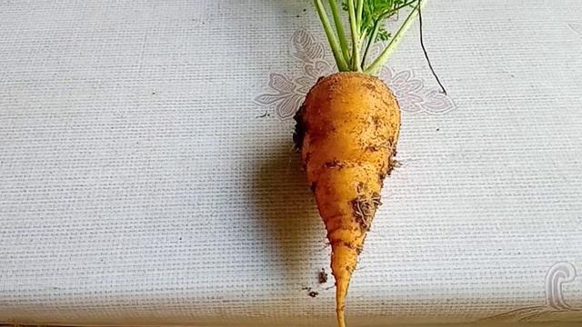 Как правильно хранить морковь смотреть онлайн