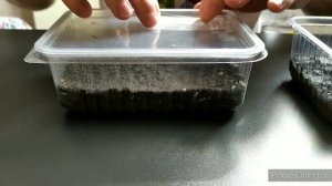 #1. ОТ СЕМЯН ДО ТАБАКА! САЖАЕМ ТАБАК ВИРДЖИНИЯ И ГЕРЦЕГОВИНА.