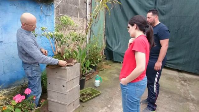 Bosque de Bonsái en Laja con Ficus Benjamina смотреть онлайн