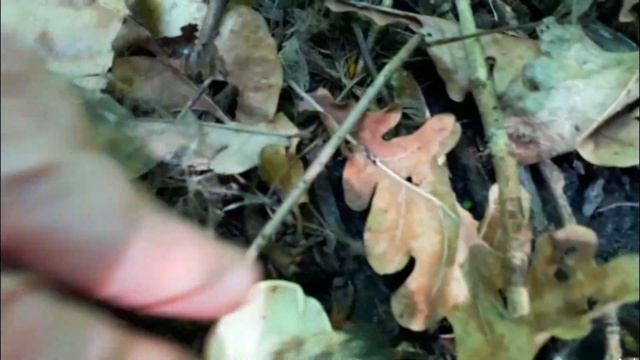 Рядовка майская и не только! Весенние грибы. смотреть онлайн