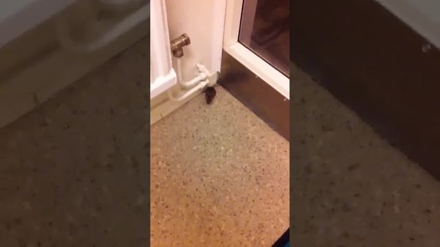 Tiny mouse running around смотреть онлайн